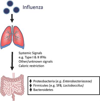 Respiratory Viral Infection-Induced Microbiome Alterations and Secondary Bacterial Pneumonia